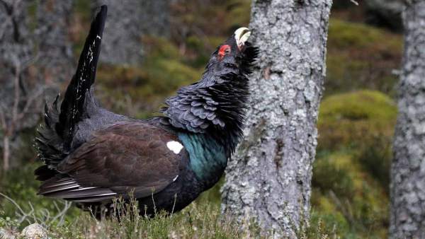 Fotograma de la película 'Cantábrico' de un urogallo. Fotograma de la película 'Cantábrico' de un urogallo.