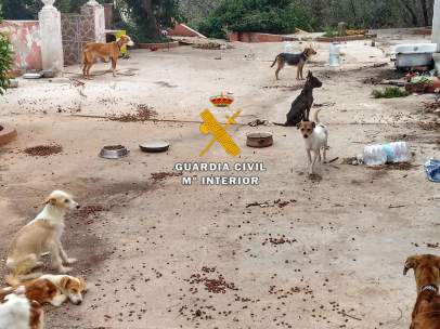 Maltrato animal