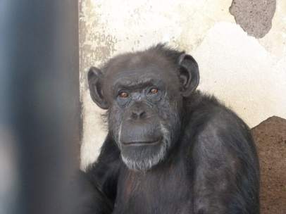 La chimpancé Cecilia
