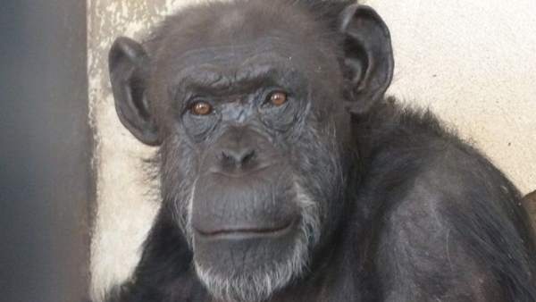 La chimpancé Cecilia La chimpancé Cecilia