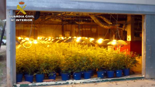 Cae En Bullas Un Grupo Delictivo Dedicado Al Cultivo Ilícito De Marihuana Cae En Bullas Un Grupo Delictivo Dedicado Al Cultivo Ilícito De Marihuana