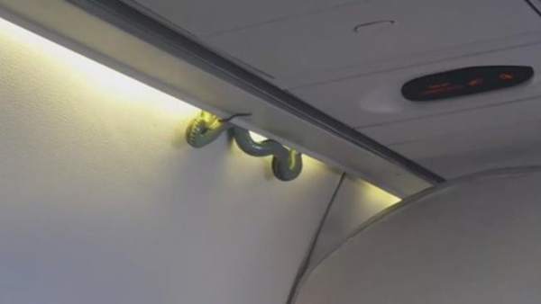 Serpientes En El Avión Una Boa Sorprende A Los Pasajeros De - 