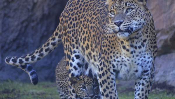 Leopardo Leopardo