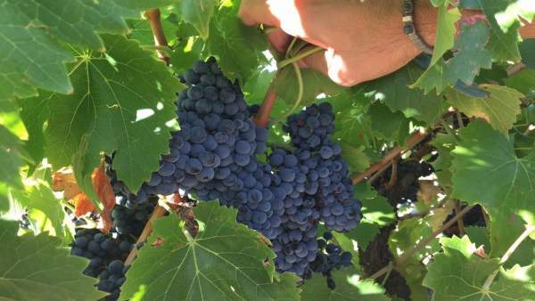Racimo de uvas en un majuelo. Racimo de uvas en un majuelo.