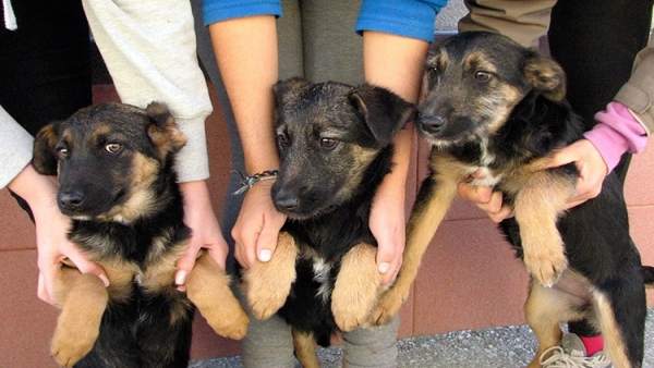 Perros para adopción Ayuntamiento de Málaga. Perros para adopción Ayuntamiento de Málaga.