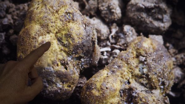 Nuevo género de hongos en Zamora Nuevo género de hongos en Zamora