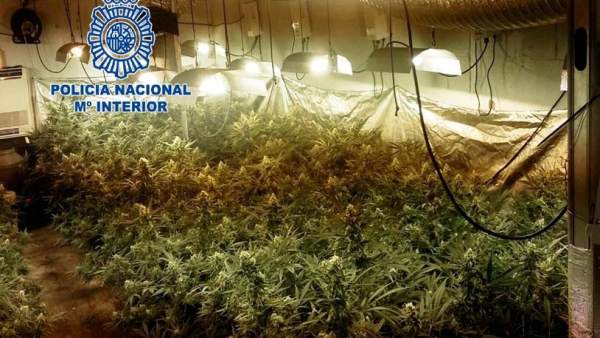Marihuana Marihuana