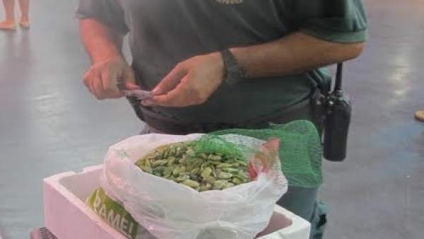 Coquina inmadura interceptada en Huelva. Coquina inmadura interceptada en Huelva.