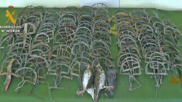 Cepos ilegales para la caza de aves incautada en Monterrubio de la Serena Cepos ilegales para la caza de aves incautada en Monterrubio de la Serena