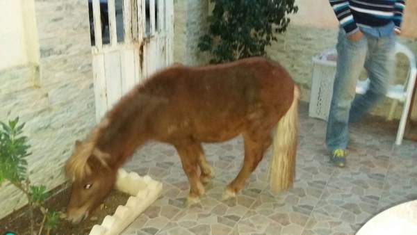 La Policía Local de Cartagena rescata a un poni abandonado La Policía Local de Cartagena rescata a un poni abandonado