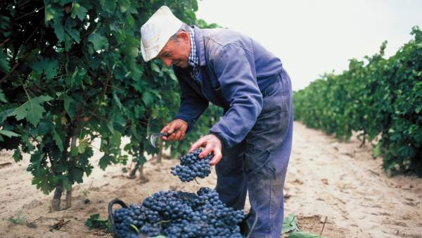 Un hombre vendimiando en La Rioja Un hombre vendimiando en La Rioja
