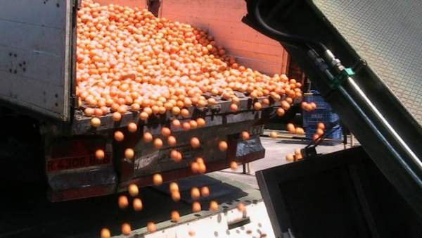 Descarga de naranjas en Palma del Río (Córdoba) Descarga de naranjas en Palma del Río (Córdoba)