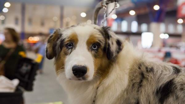 LAS ASOCIACIONES PRESENTES EN MI MASCOTA PROMOVERÁN LA ADOPCIÓN, ACOGIDA, CUIDAD LAS ASOCIACIONES PRESENTES EN MI MASCOTA PROMOVERÁN LA ADOPCIÓN, ACOGIDA, CUIDAD