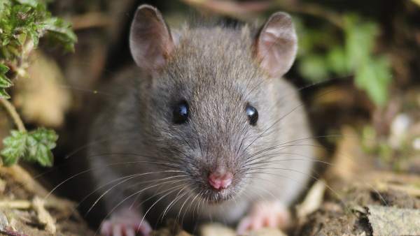 Ratón Ratón