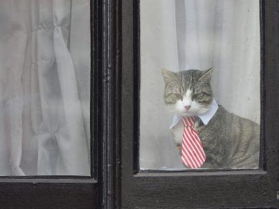El gato con corbata de Assange