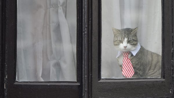 El gato con corbata de Assange El gato con corbata de Assange