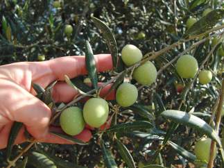 Aceitunas