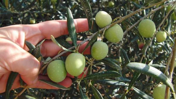 Aceitunas Aceitunas