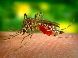 Virus del zika