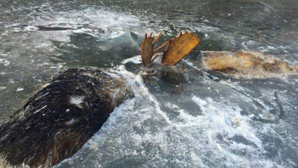 Alces congelados Alces congelados