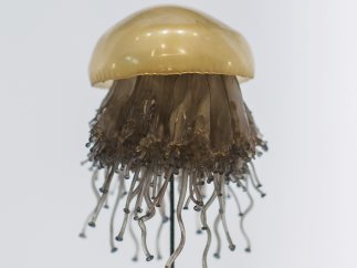 Medusa de huevo frito