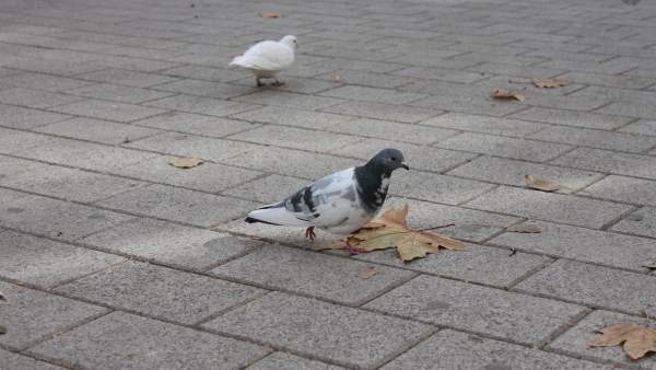 Palomas Palomas