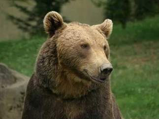 Oso pardo