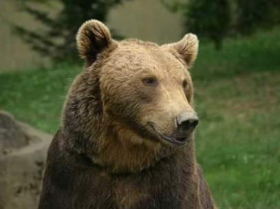 Oso pardo