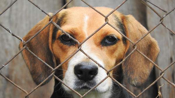 Perro, animal, jaula, mamífero, amigo, perrera Perro, animal, jaula, mamífero, amigo, perrera