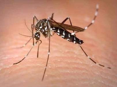 Virus Zika