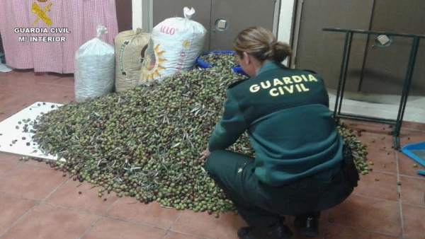 Recuperan 500 kilos de aceitunas robadas en Bonares. Recuperan 500 kilos de aceitunas robadas en Bonares.