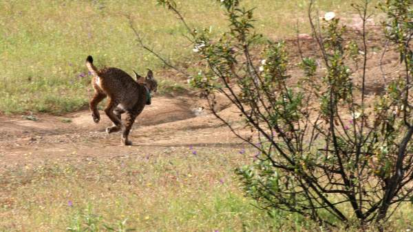 Suelta De Un Ejemplar De Lince Ibérico Suelta De Un Ejemplar De Lince Ibérico