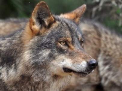 Lobo