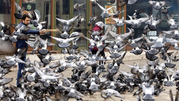 Concentración de palomas Concentración de palomas