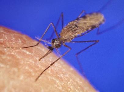 Malaria