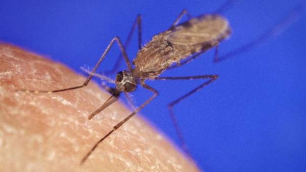Malaria Malaria