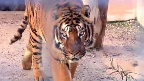 Tigre Tigre
