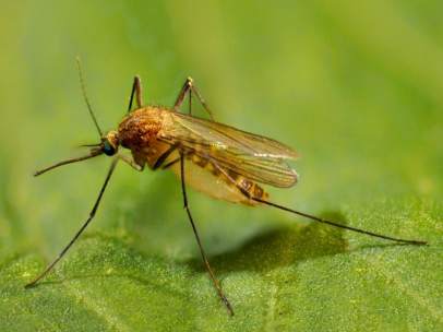 Culex pipiens