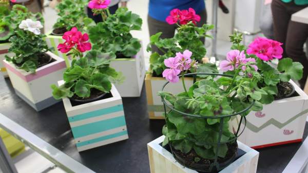 Macetas con flores para el día de tu casa. Macetas con flores para el día de tu casa.