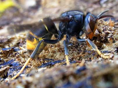 Ejemplar de avispa asiática, una especie invasora