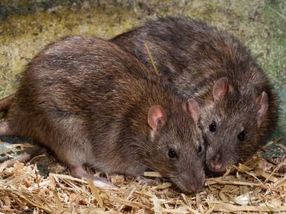Ratas