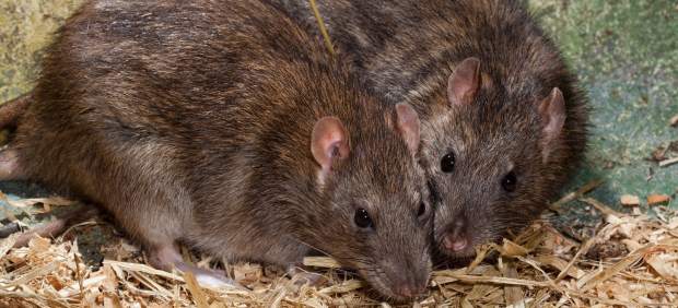Ratas