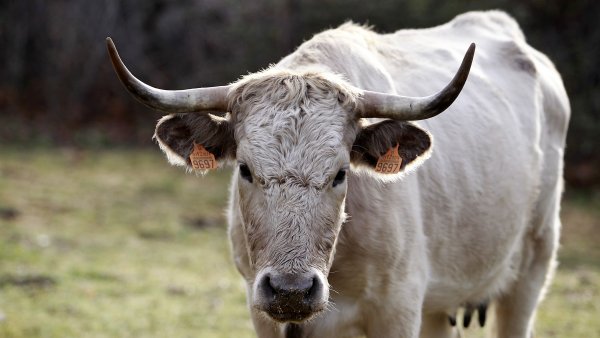 Una vaca pastando Una vaca pastando