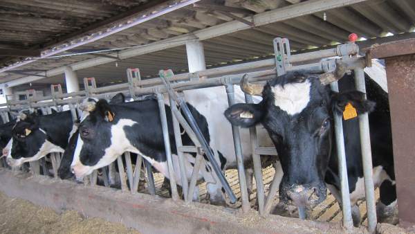 Vacas en una explotación agraria Vacas en una explotación agraria