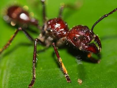 Hormiga bala