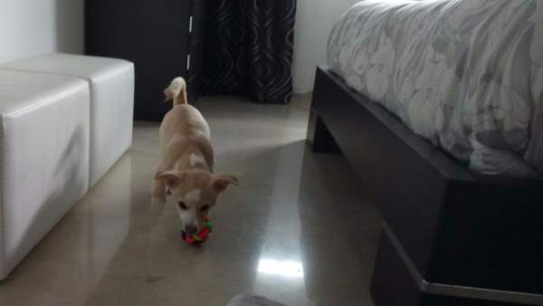 Un perro acogido por una familia de Alicante Un perro acogido por una familia de Alicante