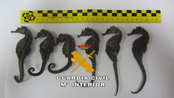 Caballitos de mar disecados incautados detenidos especie amenazada Caballitos de mar disecados incautados detenidos especie amenazada