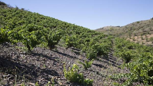 Bodegas jorge ordoñez málaga viticultura botani uvas axarquía mula vendimia Bodegas jorge ordoñez málaga viticultura botani uvas axarquía mula vendimia