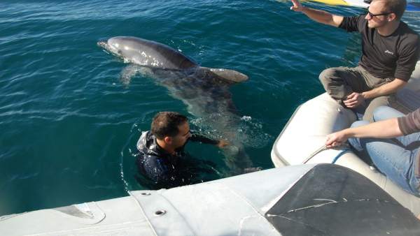 Rescate de un delfín enredado con una red en la bahía de Palma Rescate de un delfín enredado con una red en la bahía de Palma