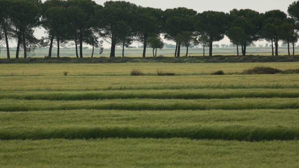 Campos de cultivo Campos de cultivo